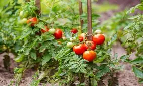 ادامه خرید حمایتی گوجه فرنگی از کشاورزان خوزستانی
