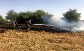 افزایش ۸۰ درصدی حریق مزارع در کاشمر