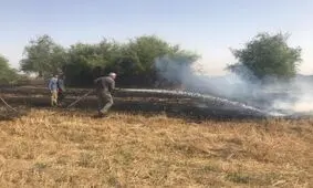افزایش ۸۰ درصدی حریق مزارع در کاشمر