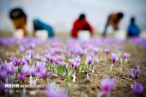 زعفران ایران را ۳۰۰ دلار می‌خرند ۷۰۰۰ دلار می‌فروشند