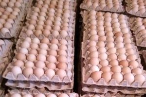 صادرات تخم‌مرغ ممنوع شد + سند
