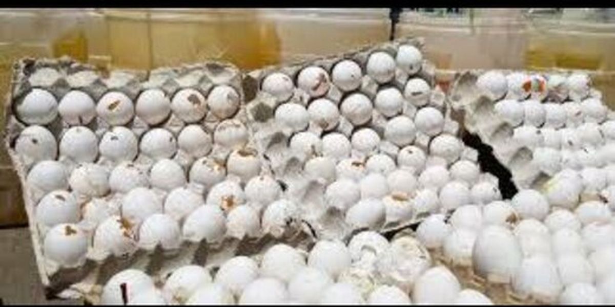 کشف ۲ هزارو ۷۰۰ کیلوگرم تخممرغ فاسد در الیگودرز