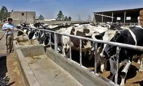 راه‌اندازی دامداری ۵هزاررأسی در همدان نیازمند تلاش صادقانه مسئولان است