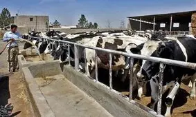 راه‌اندازی دامداری ۵هزاررأسی در همدان نیازمند تلاش صادقانه مسئولان است