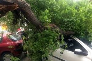 فیلم/ سقوط درخت روی خودرو در خیابان ولیعصر تهران