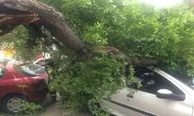 فیلم/ سقوط درخت روی خودرو در خیابان ولیعصر تهران