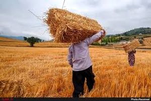 افزایش ۳۳ درصدی خرید گندم در فارس