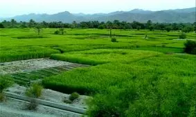 گیلان بحران آب کشاورزی ندارد