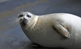 تنها پستاندار خزر، در حال انقراض/ 4 عامل دخیل است