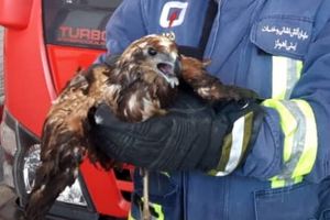 یک عقاب در مهدکودک شهرستان اهواز زنده گیری شد