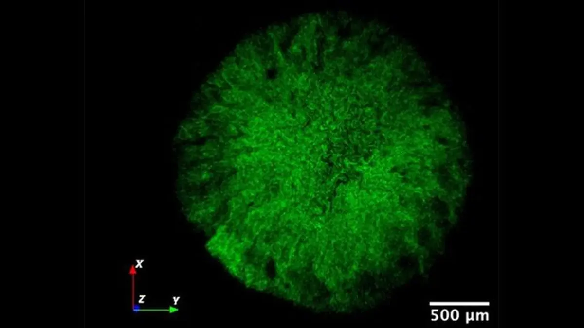 "ستاره مرگ" زیست لایه‌های باکتریایی شناسایی شد
