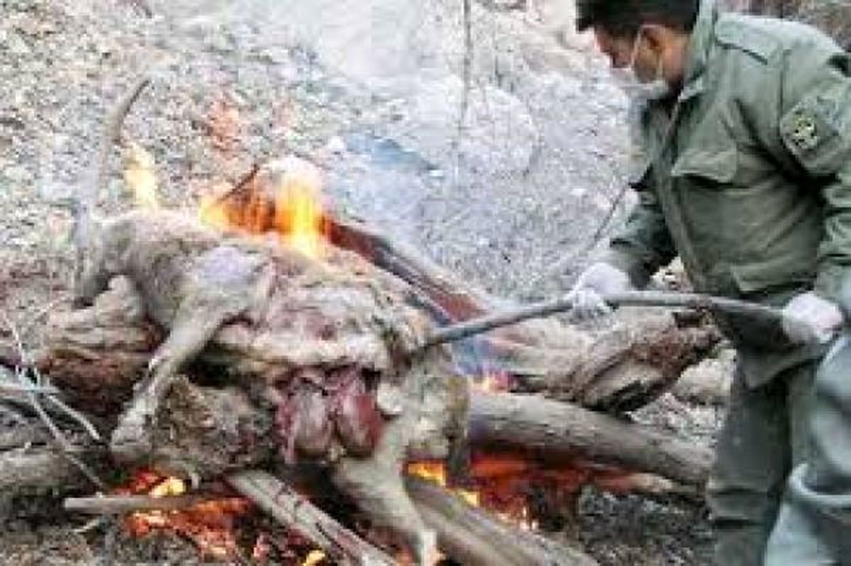 کاهش 90درصدی جمعیت حیات وحش در برخی زیستگاه ها
