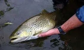 ۸۵۶ قطعه از مزارع پرورش ماهی خوزستان نمونه برداری شد