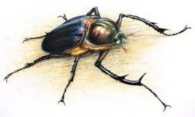 در این برند معروف شکلات، سوسک پیدا شد+ عکس