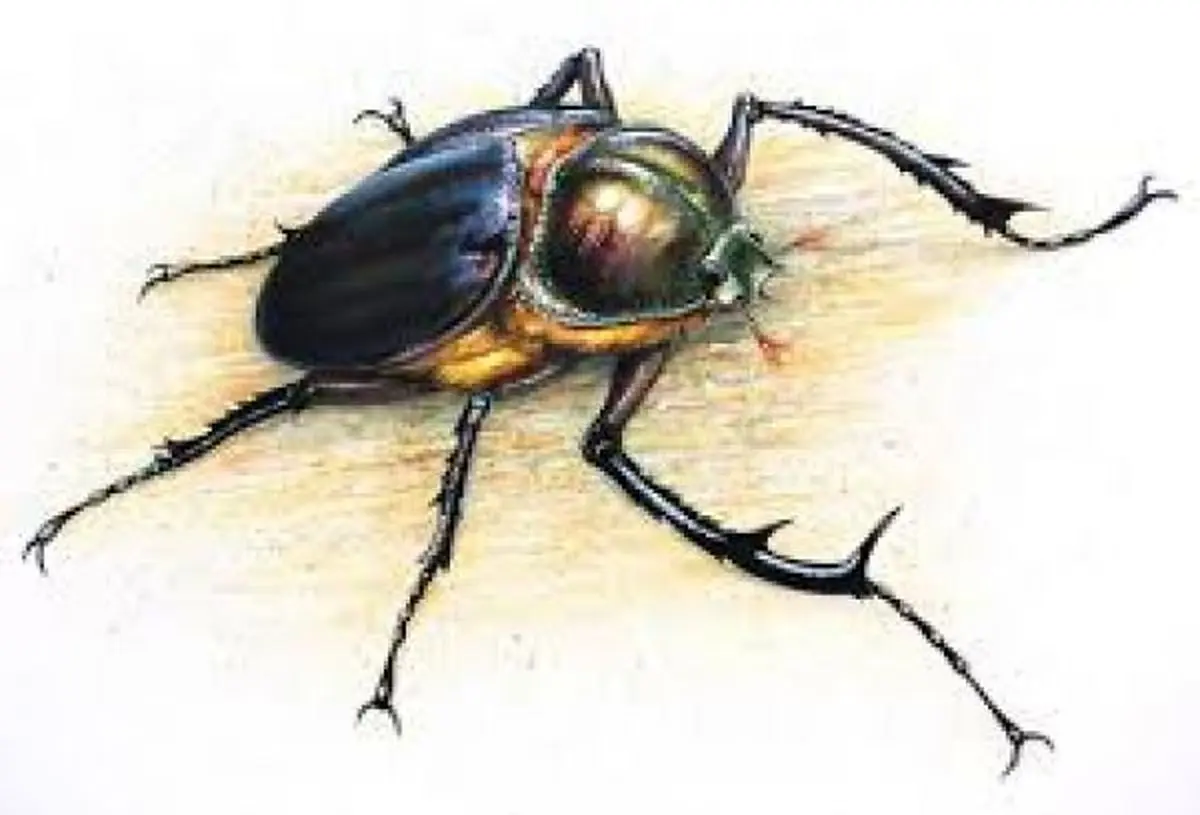 در این برند معروف شکلات، سوسک پیدا شد+ عکس