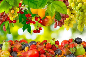 کاهش ۳۰ درصدی قیمت میوه های نوبرانه در یاسوج
