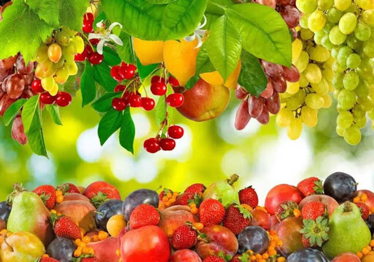 کاهش ۳۰ درصدی قیمت میوه های نوبرانه در یاسوج