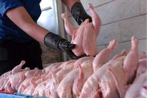 عرضه مرغ بالاتر از قیمت ۱۳ هزار تومان در ارومیه ممنوع است
