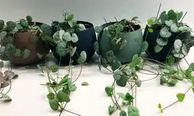 گیاه آویزانی که همیشه سبز و شاداب می ماند