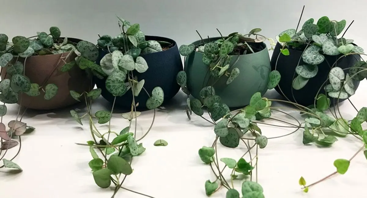 گیاه آویزانی که همیشه سبز و شاداب می ماند