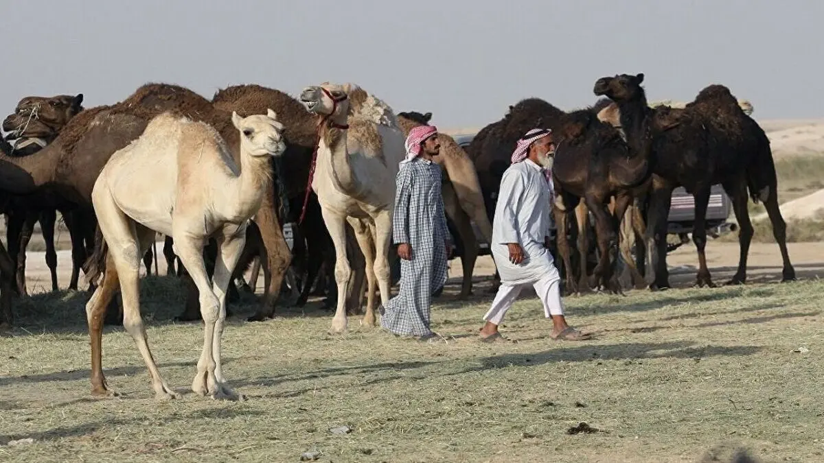 بیمارستان شتر در عربستان دایر شد!