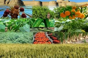 سالانه ۵ میلیون تن محصول کشاورزی در استان گلستان تولید می‌شود