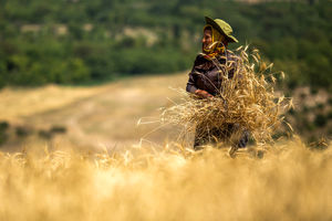 تولید گندم در گلستان از مرز یک میلیون تن گذشت / پرداخت ۶۰۰ میلیارد تومان از مطالبات کشاورزان