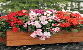 گیاه نازک نارنجی به نام گل حنا