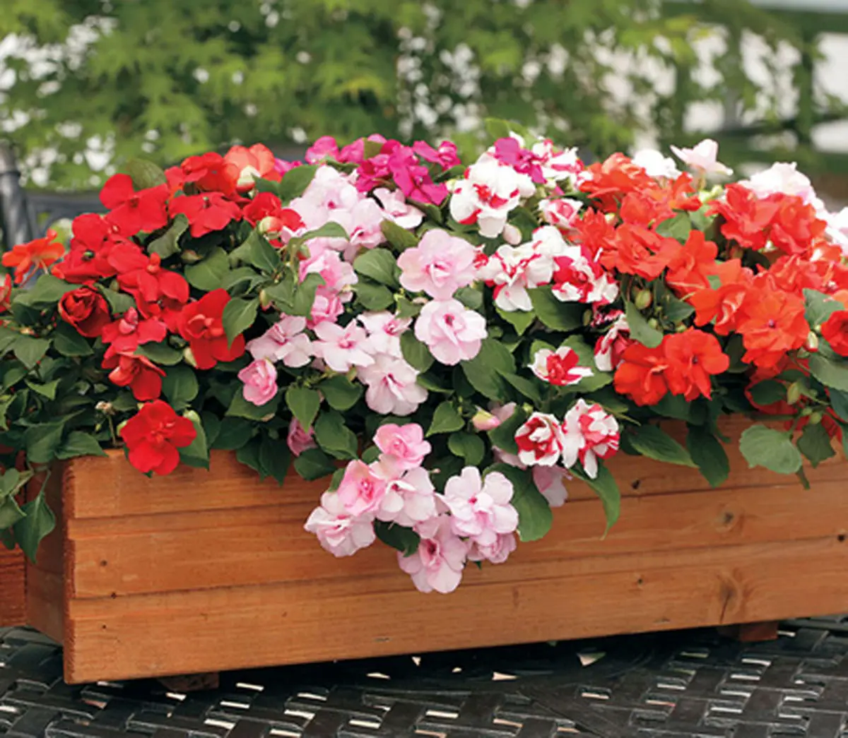 گیاه نازک نارنجی به نام گل حنا