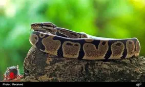 هشدار در مورد کم شدن جمعیت مارهای سمی/ شکار حیوانات سمی برای صادرات پادزهر