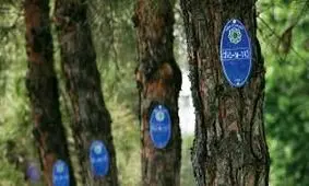 80 درصد درختان کرمانشاه ”شناسنامه‌دار" شده‌اند