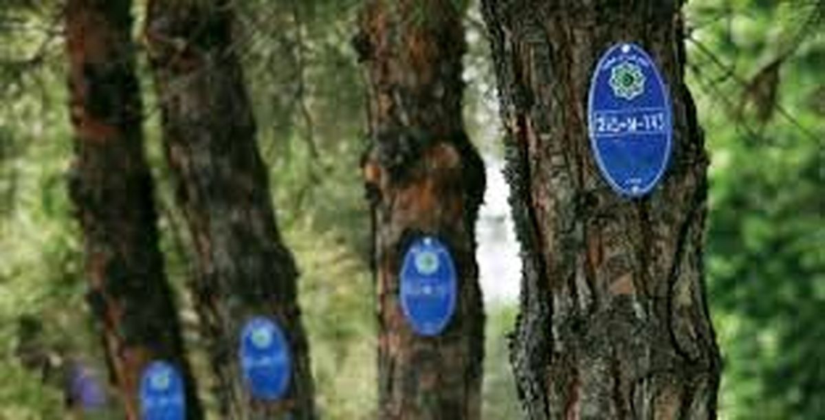 80 درصد درختان کرمانشاه ”شناسنامه‌دار" شده‌اند