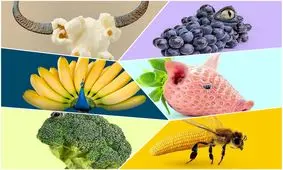 اگر حیوانات از میوه تشکیل می‌شدند چه شکلی بودند؟