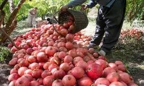 15 رویداد گردشگری کشاورزی در کرمانشاه برگزار می‌شود