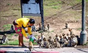 باج‌دهی تایلندی‌ها به میمون‌ها