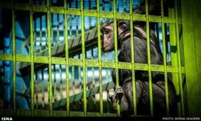 جایگاه شامپانزه‌های پارک ارم استاندارد است