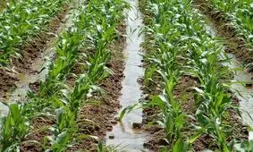 کشت ذرت در اراضی کشاورزی قزوین آغاز شد