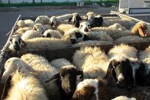 کشف ۱۴۰ رأس گوسفند قاچاق در لرستان