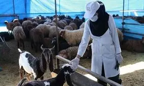 تعداد مبتلایان به تب کریمه کنگو در تربت‌جام به ۱۱ نفر رسید