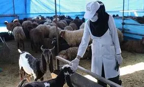 تعداد مبتلایان به تب کریمه کنگو در تربت‌جام به ۱۱ نفر رسید