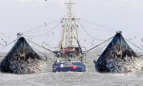 توقیف 19 شناور در خلیج‌فارس/ برخورد جدی با صید ترال