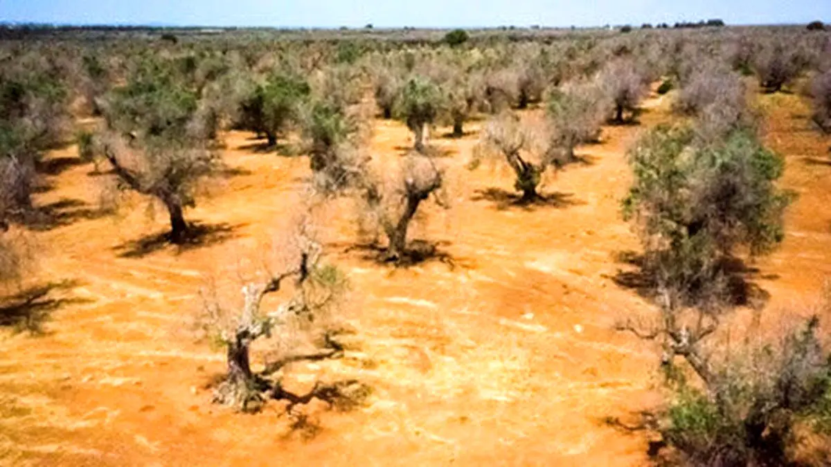 ۲۳ درصد از مساحت زاهدان از خشکسالی خارج شد