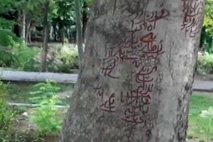ماجرای نوشته‌های طلسم مانند روی درختان پارک لاله چیست؟