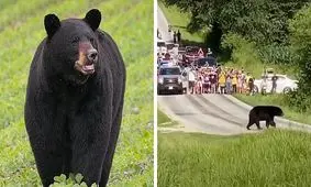 خرس سیاه عاشق پیشه آمریکا را به دنبال جفت زیر پا گذاشت