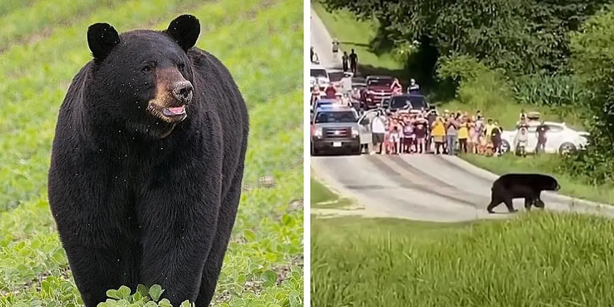 خرس سیاه عاشق پیشه آمریکا را به دنبال جفت زیر پا گذاشت