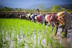 کشت مکانیزه 15 هزار هکتاری برنج در ساری