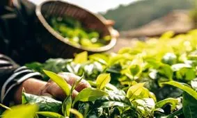 طرح توسعه زنجیره ارزشی گیاهان دارویی در حوضه آبریز دریاچه ارومیه