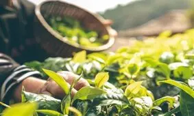 طرح توسعه زنجیره ارزشی گیاهان دارویی در حوضه آبریز دریاچه ارومیه