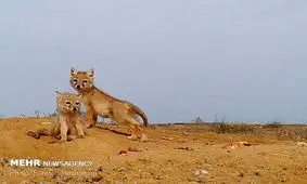 ۸ قلاده روباه در استخر ذخیره آب کشاورزی مهدی‌شهر تلف شدند