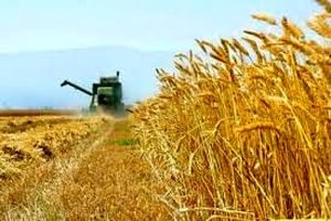 پیش بینی برداشت ۲۳ هزارتن گندم از اراضی پلدشت